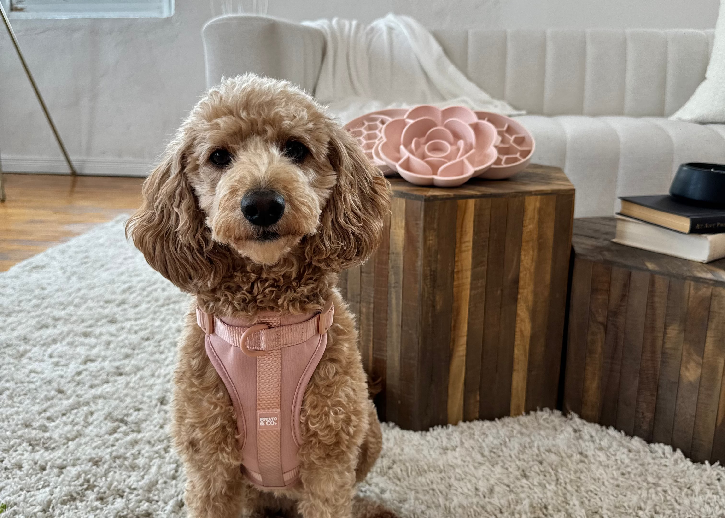 Dog wearing a pink harness sitting on a white rug in a living room.