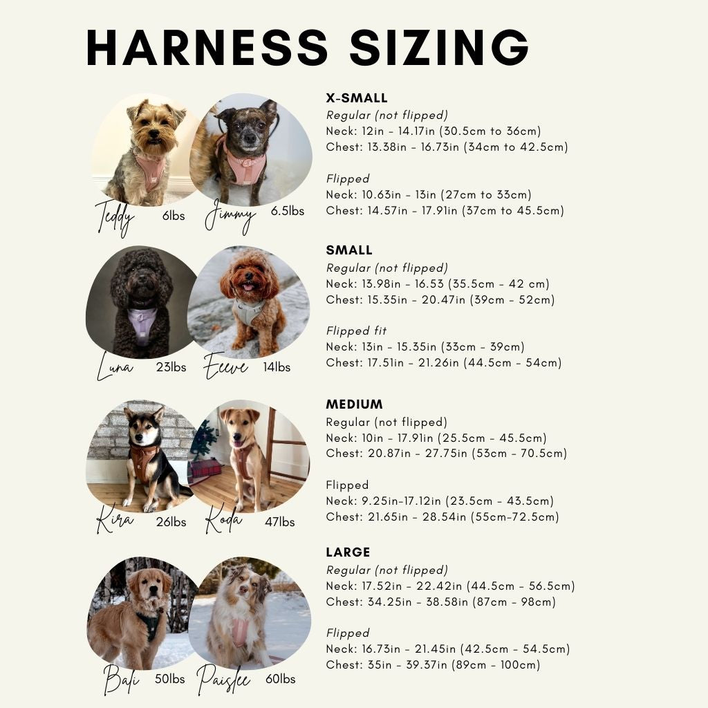 Leashes - First Dibs