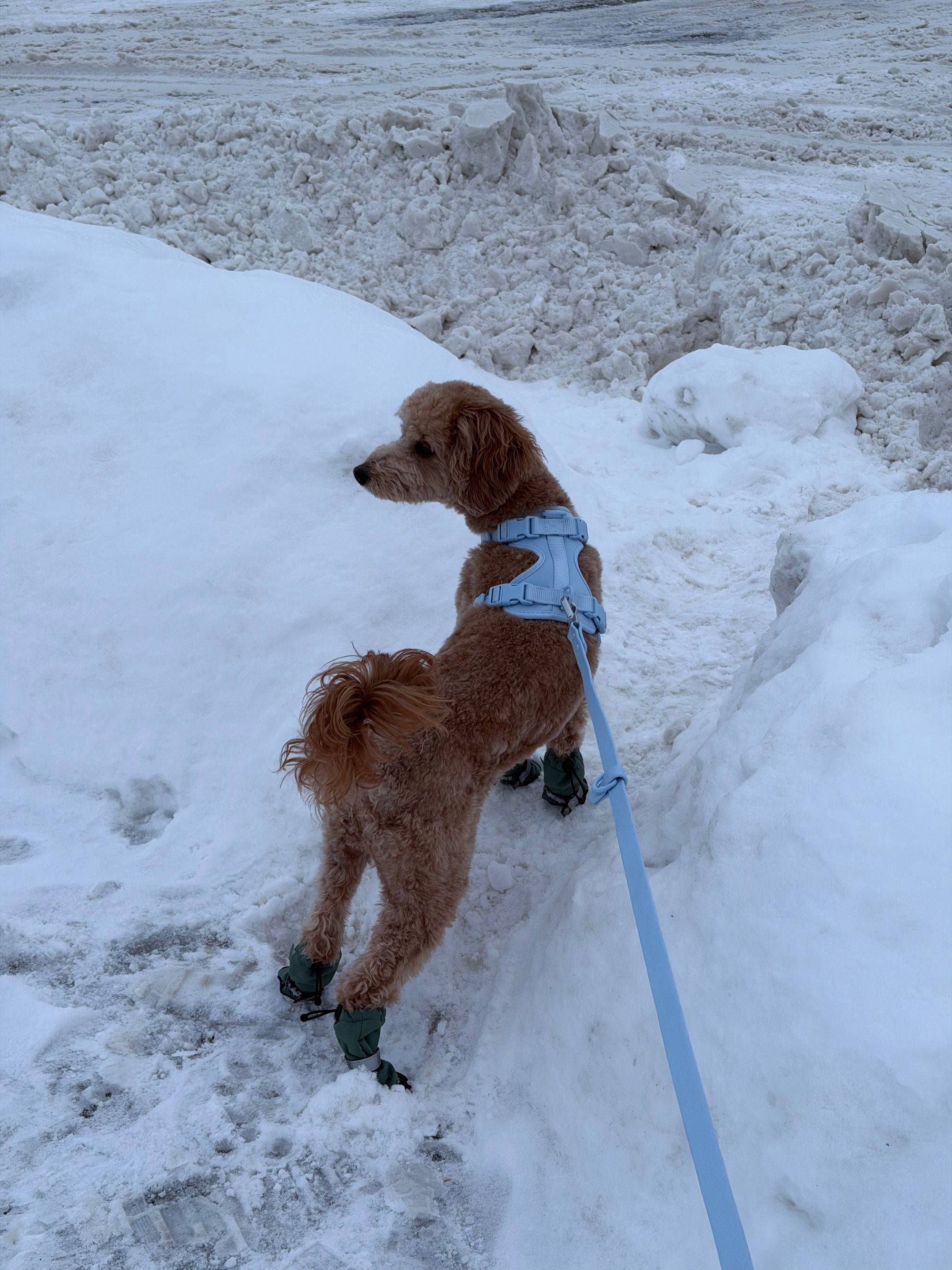 Harnesses - First Dibs