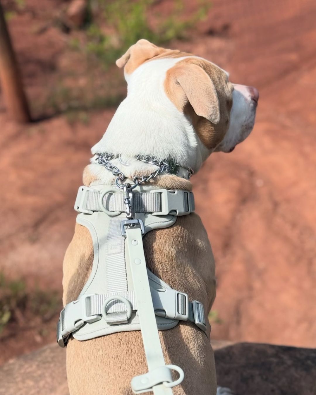 The Flip Harness - Stone
