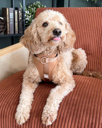 The Flip Harness - Mocha