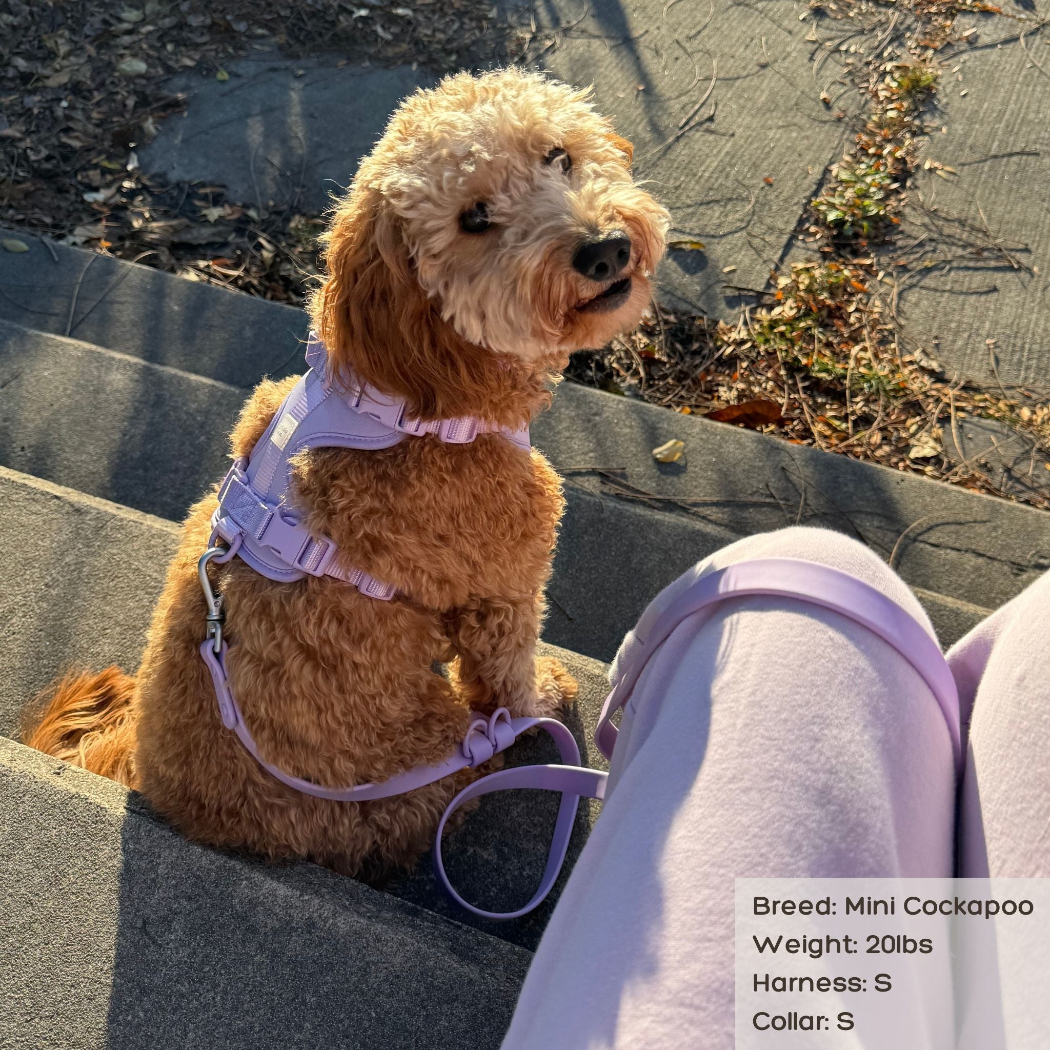 Cockapoo puppy harness best sale