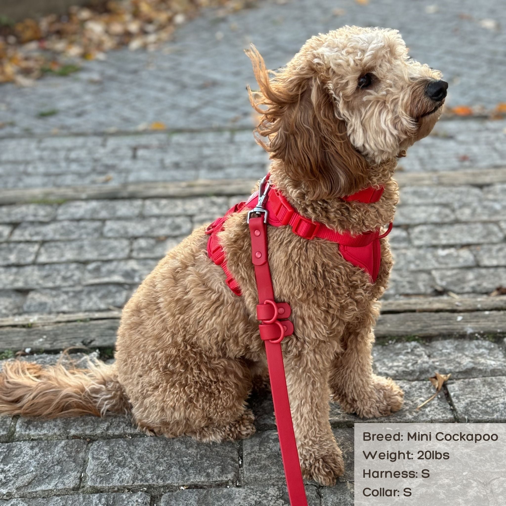 Best cockapoo harness best sale