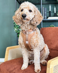 The Flip Harness - Mocha